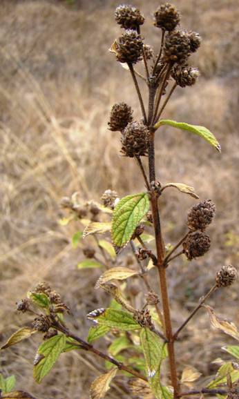 L. javanica seed; Photographed by Ricky Mauer